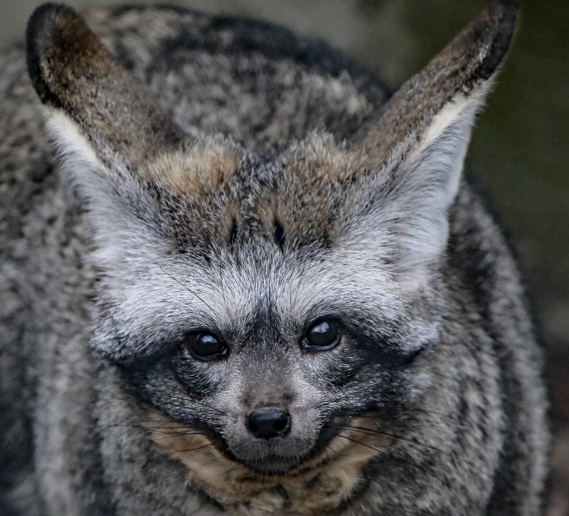 Bat-ear Fox