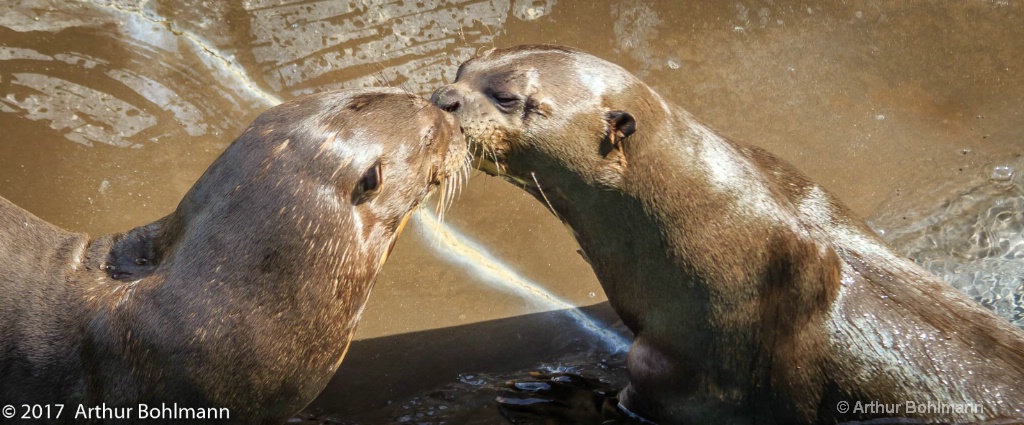 Otter Kisses 