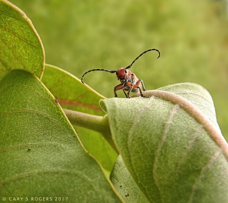 Longhorn