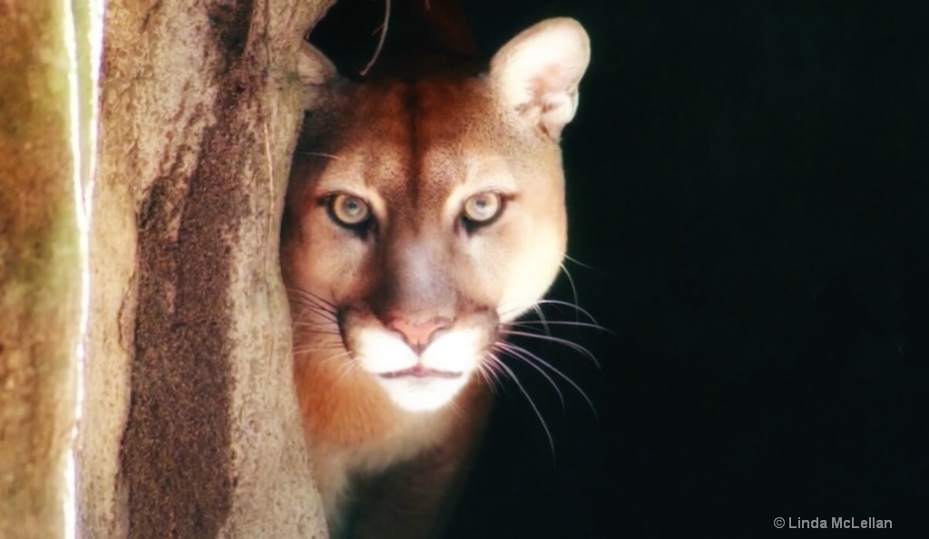 Cougar at Big Cat Rescue in Tampa