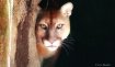 Cougar at Big Cat...