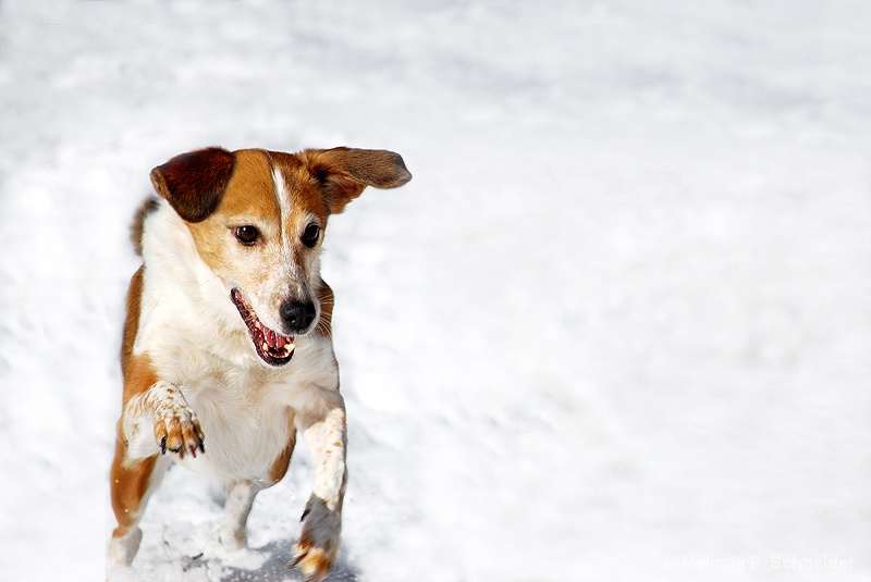 Winter Romp