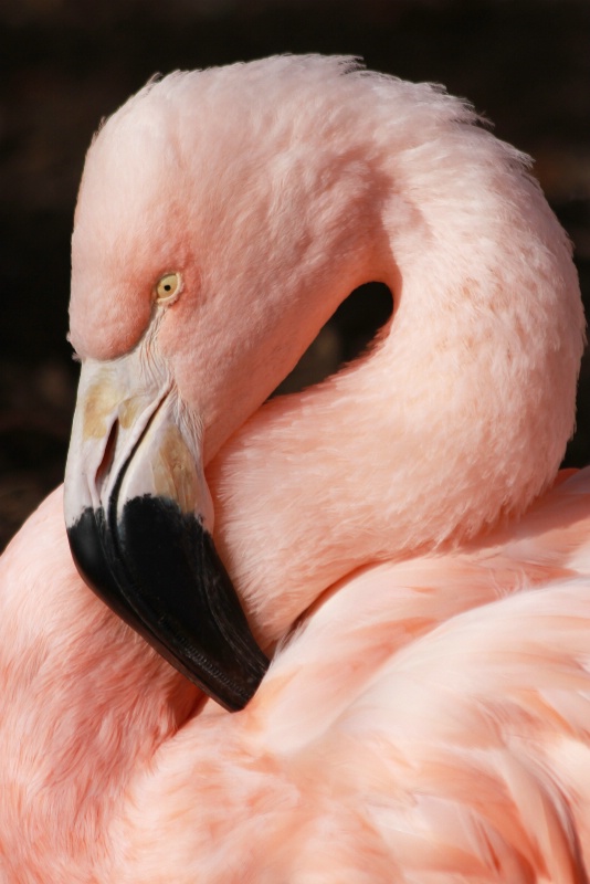 pink portrait