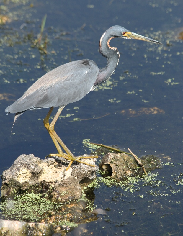 florida wildlife