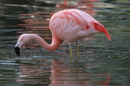 A Beautiful Flamingo