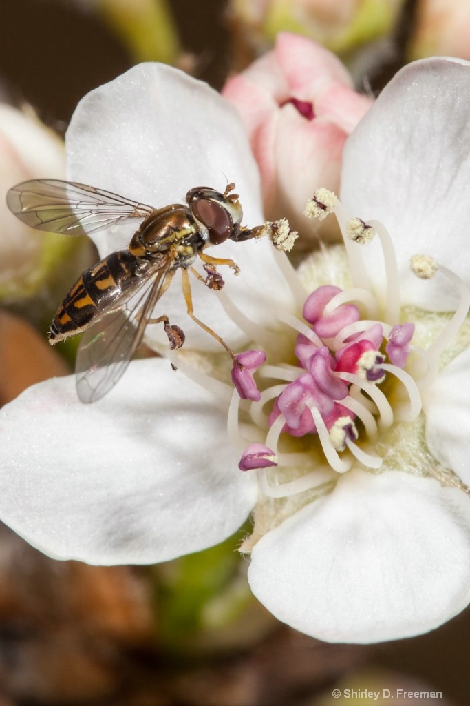 Gathering Pollen