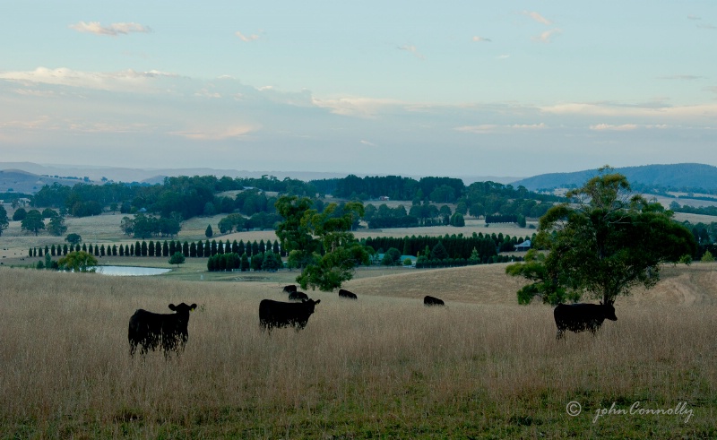 Lithgow Cattle