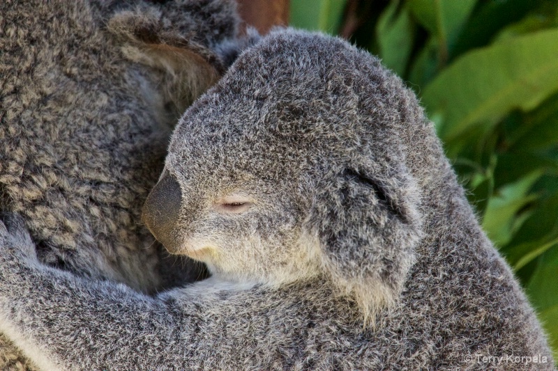 Baby Koala (Nap Time With Mom)