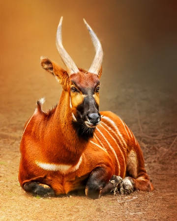 Bongo