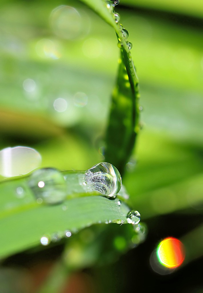 Water on Grass