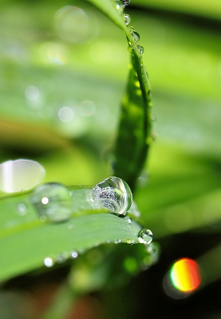 Water on Grass