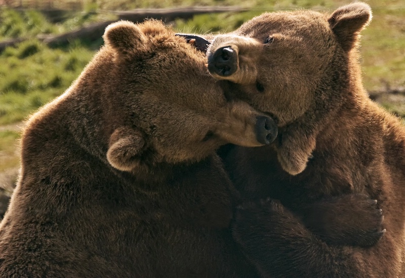Brown Bears at Play