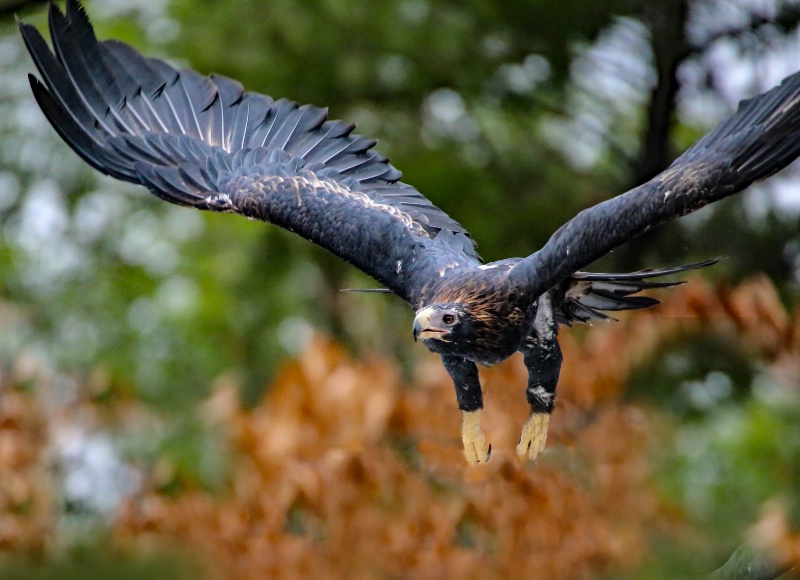 Wedge-tailed eagle