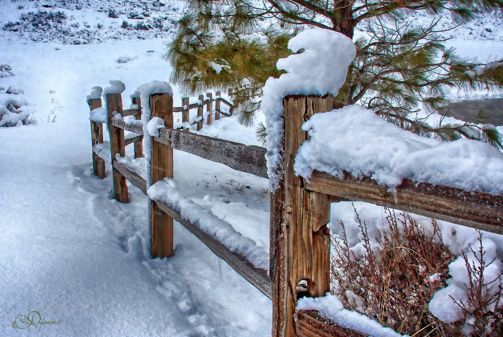 Fence Line