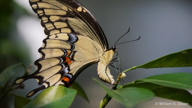 Giant Swallowtail Butterfly laying eggs