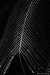 Palm Leaf