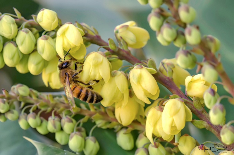 Sweet Abundance