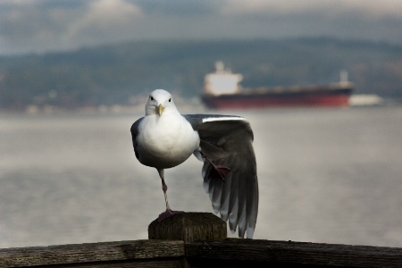 Seagull Hokey-Pokey