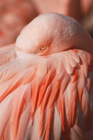 cape of feathers