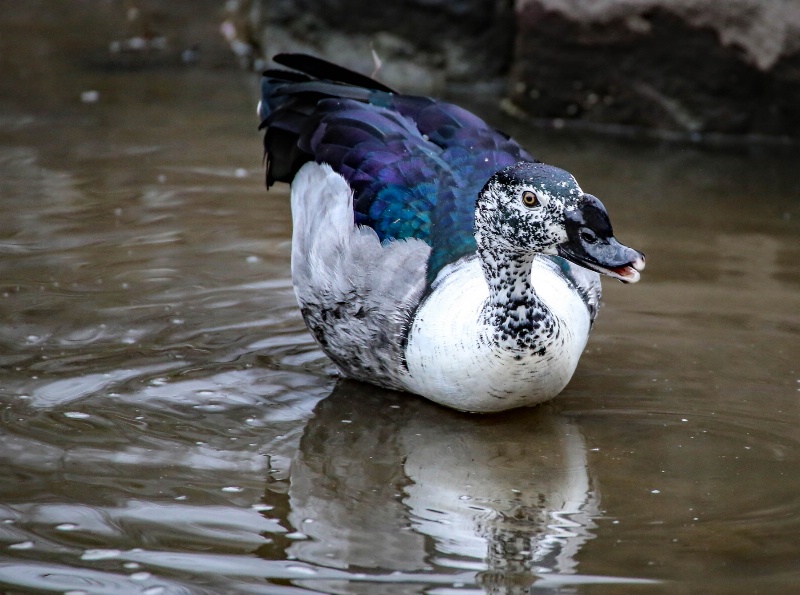 Knob-billed duck