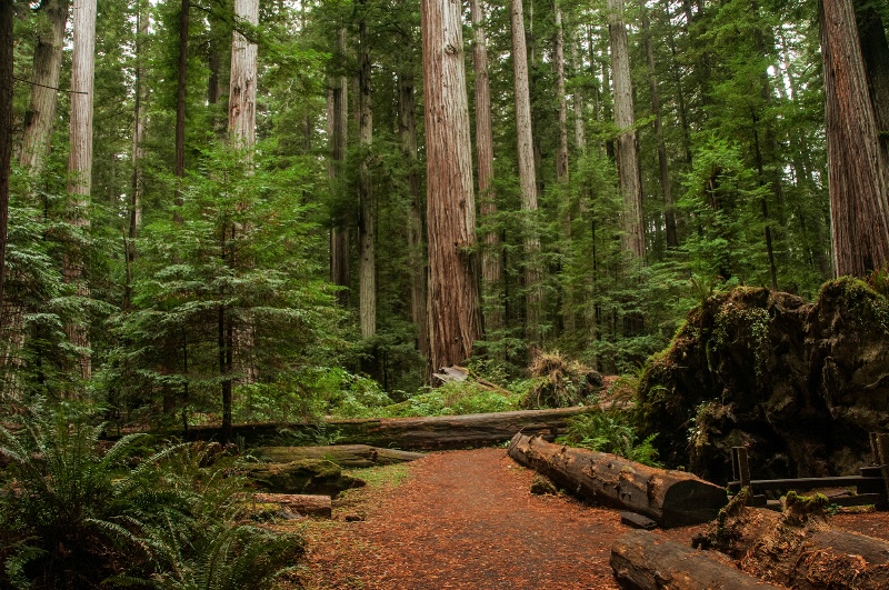 Down The Redwood Trail - ID: 15317108 © Denny E. Barnes