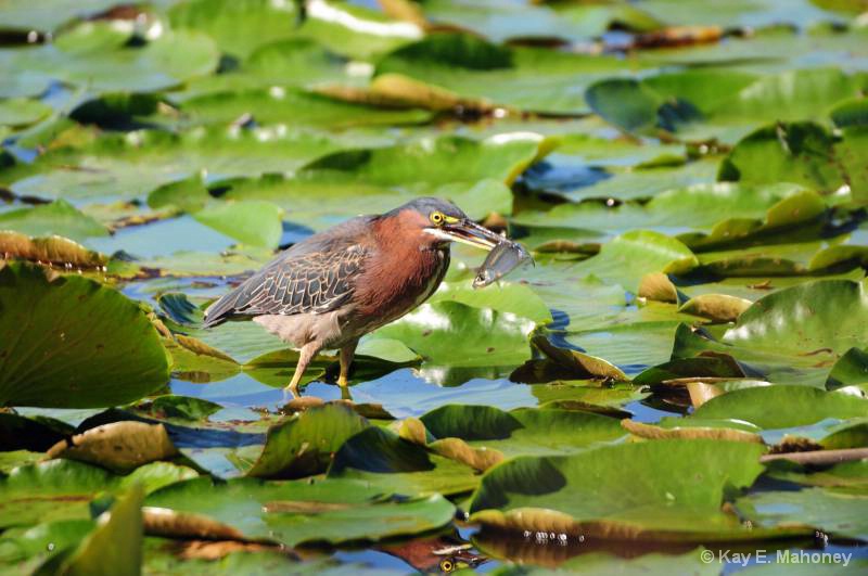 Little Heron