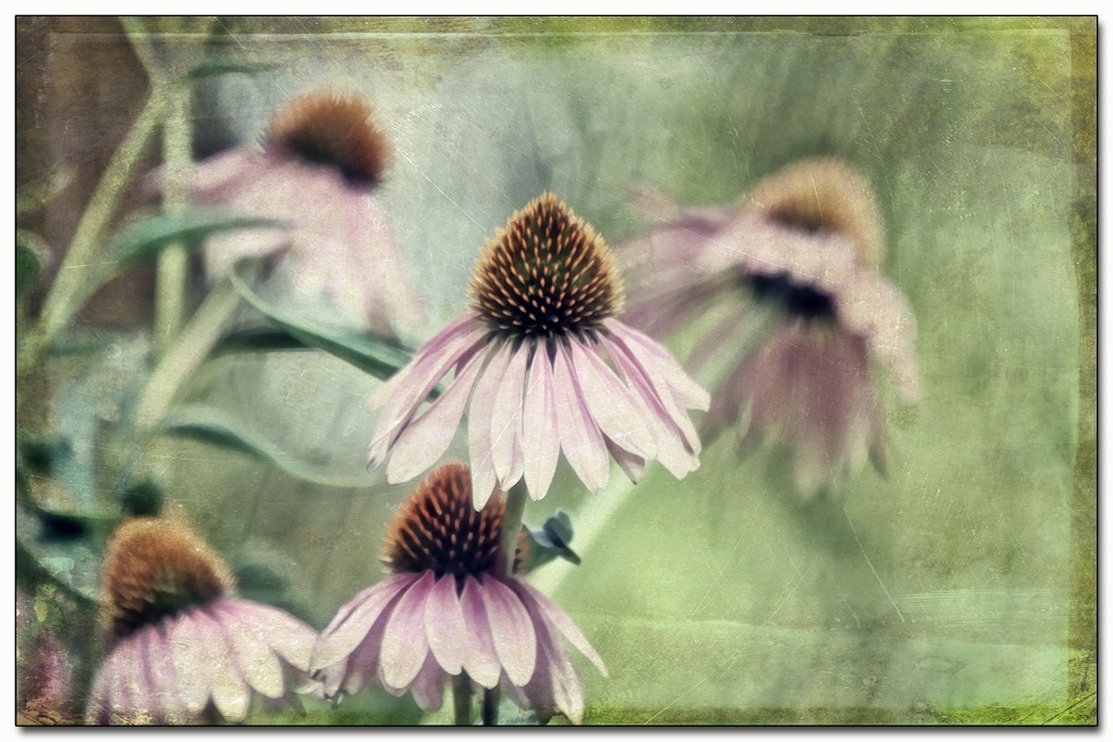 coneflowers