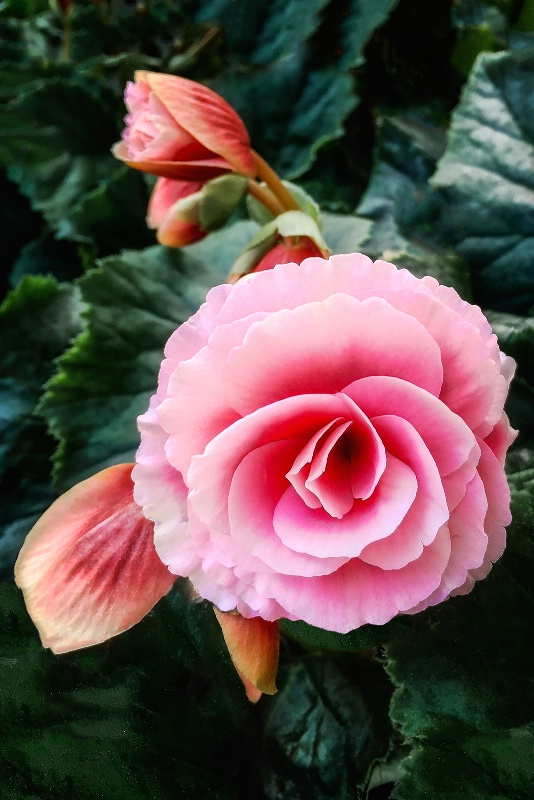 Begonia