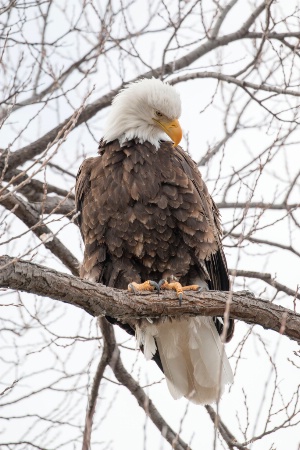 Bald Eagle