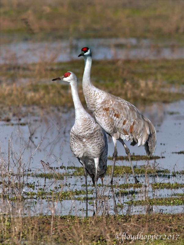 Together- a pair of adult sand hill cranes