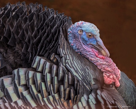 Turkey Up Close