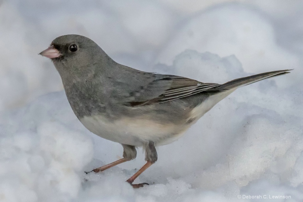 Bird in Snow