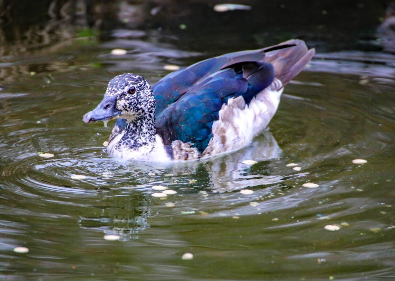 Female Knob-billed Duck