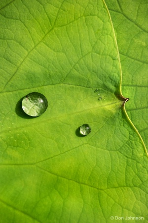 Drops on Water Lily Pads 2-24-17 205