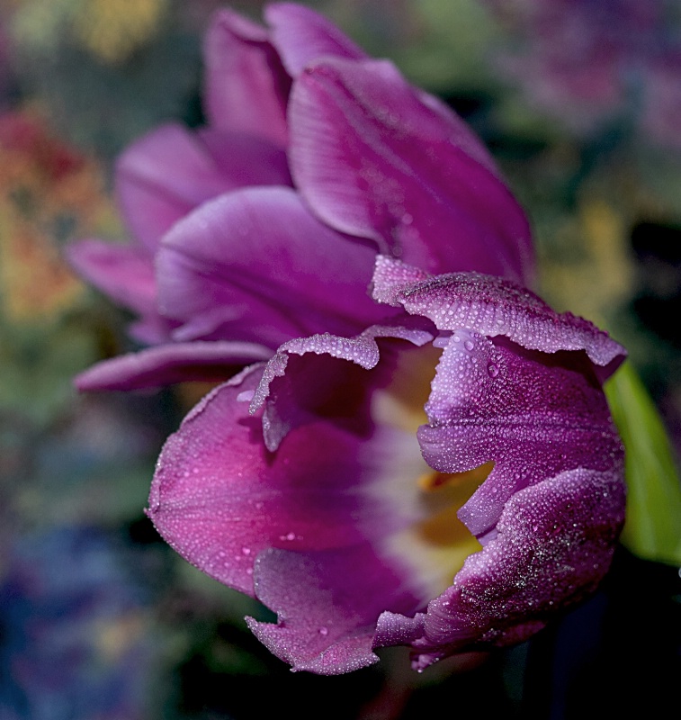 Purple Tulip