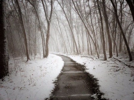 Woods - snowy afternoon