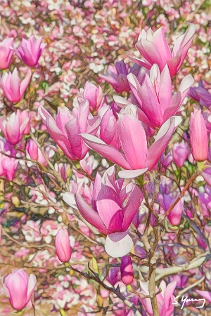 Pink Magnolias; Norfolk Botanical Garden, Va