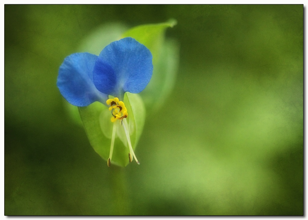 asiatic dayflower