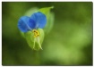 asiatic dayflower