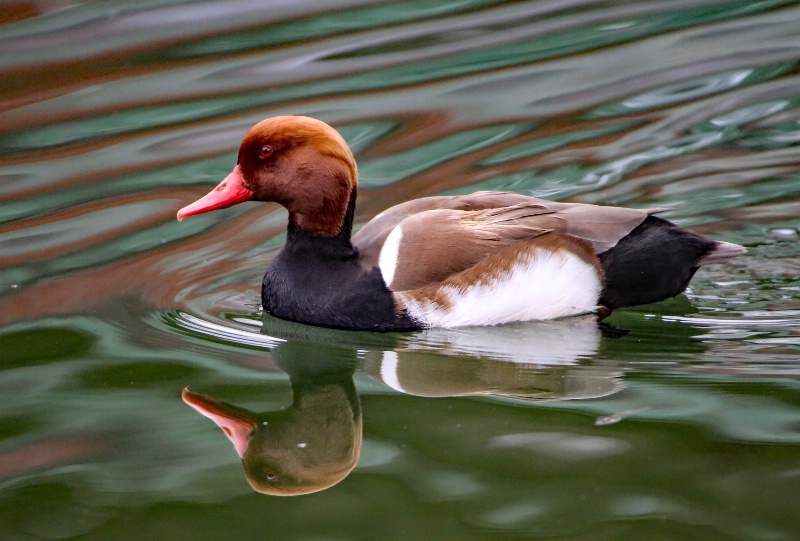 Red-crested Pochard