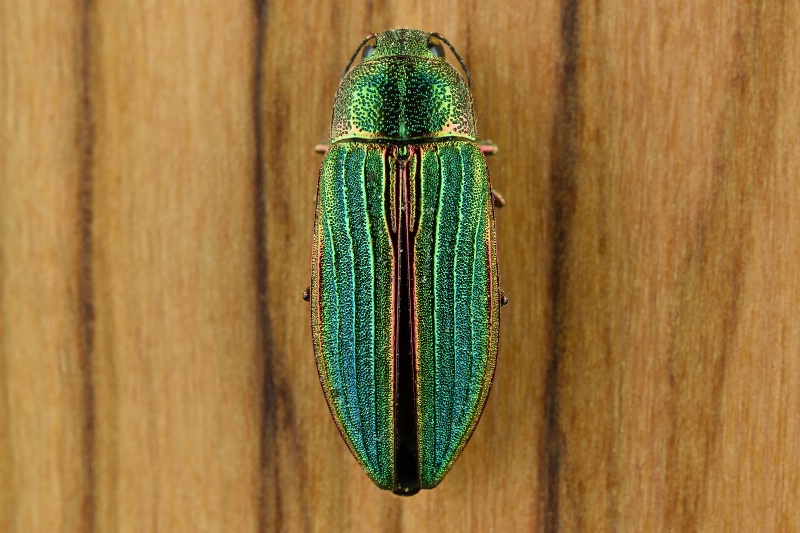 Little Green Beetle
