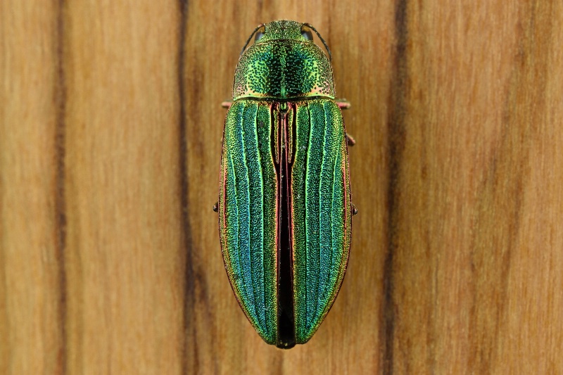 Little Green Beetle