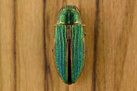Little Green Beetle