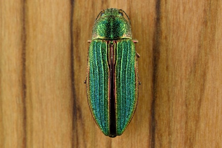 Little Green Beetle