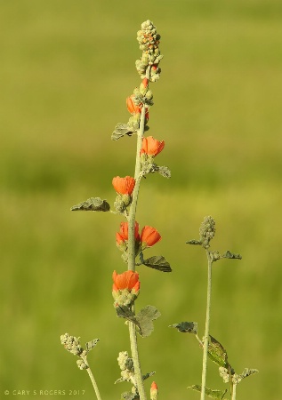 Orange Wildflowers in a Field