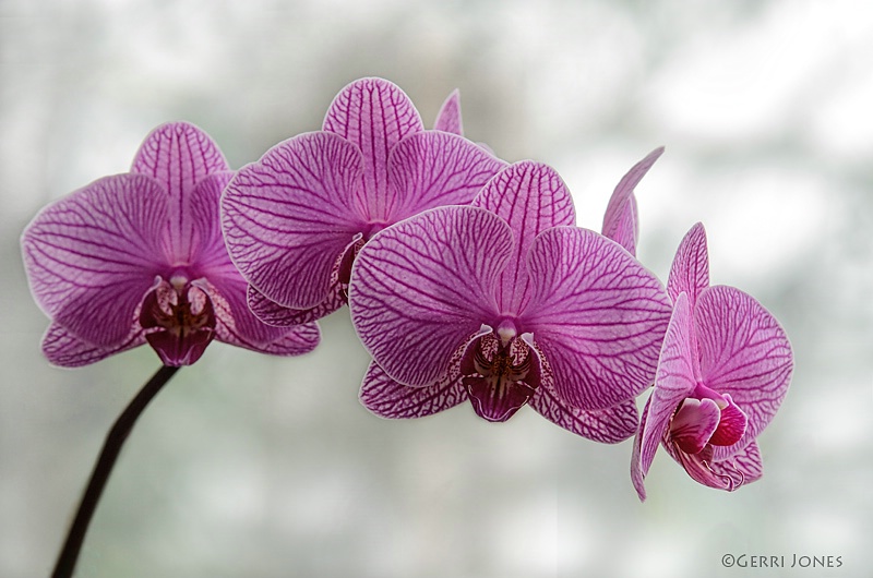 Backlit Orchid Branch