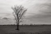 Lone Tree I