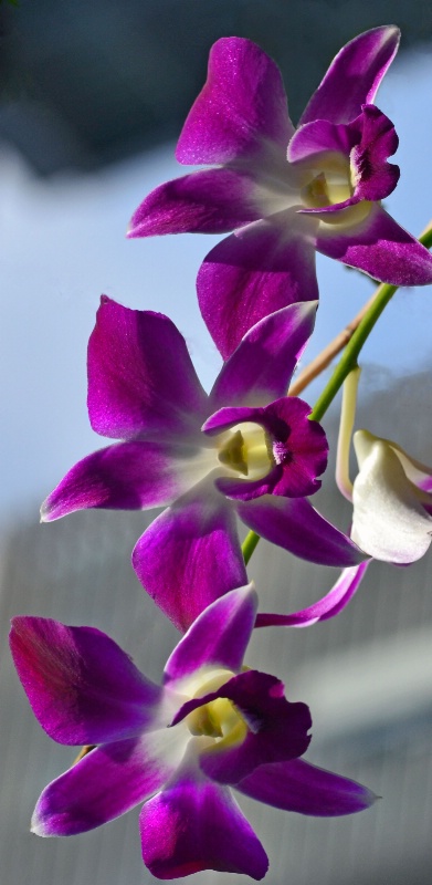 purple orchid 1