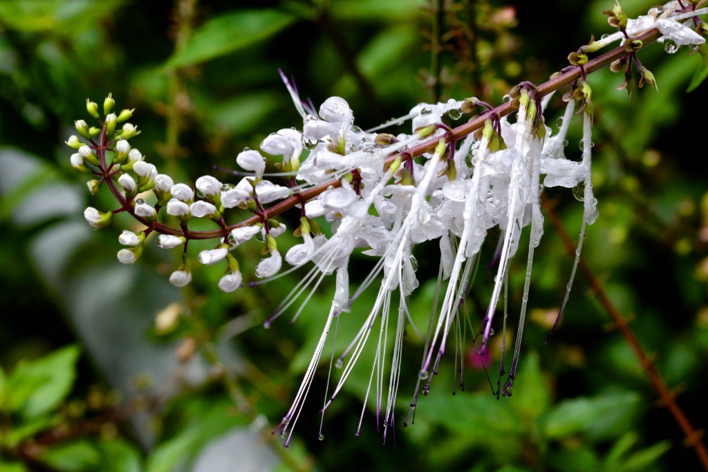 Hilo Botanical Garden - ID: 15319663 © Terry Korpela
