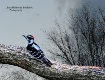 Woodpecker